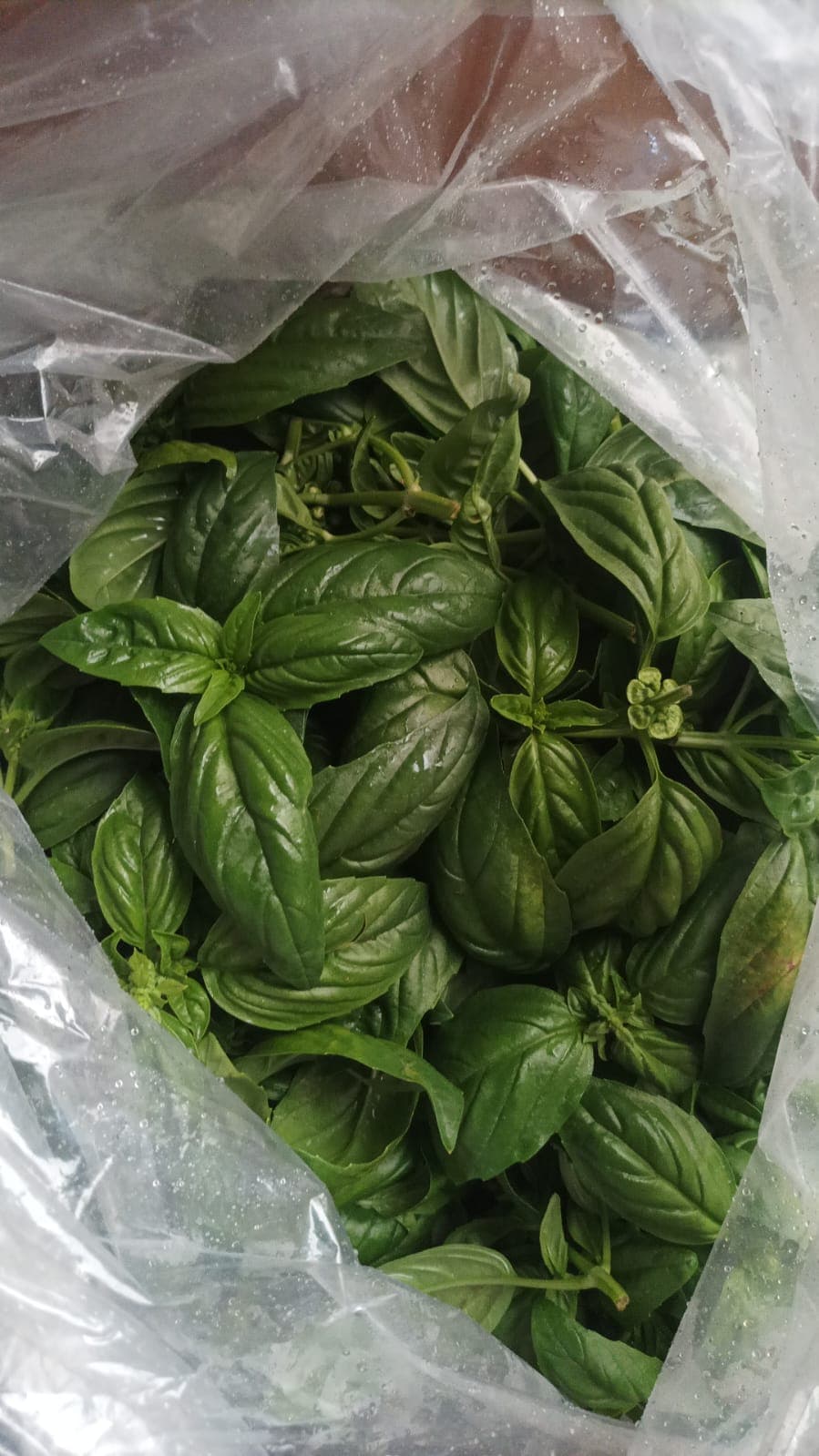 menyediakan Basil