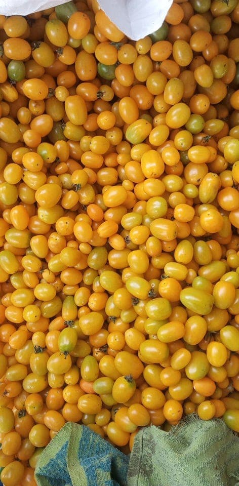 menyediakan Ceri Kuning