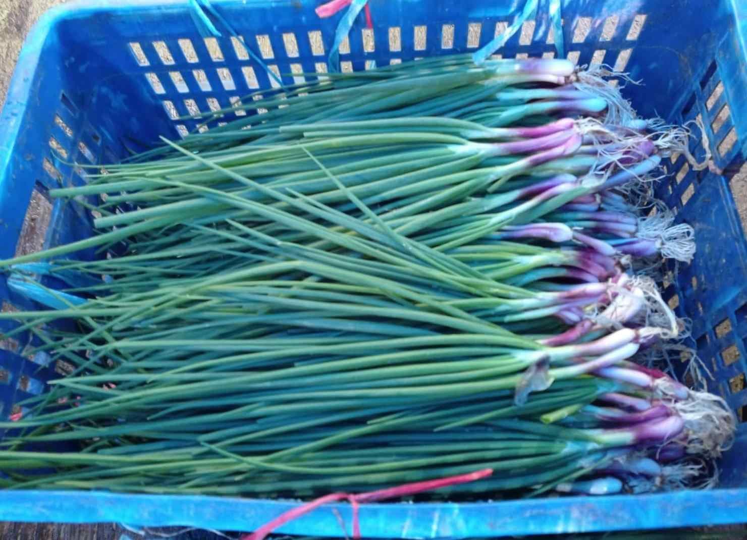 menyediakan Daun Bawang Chung