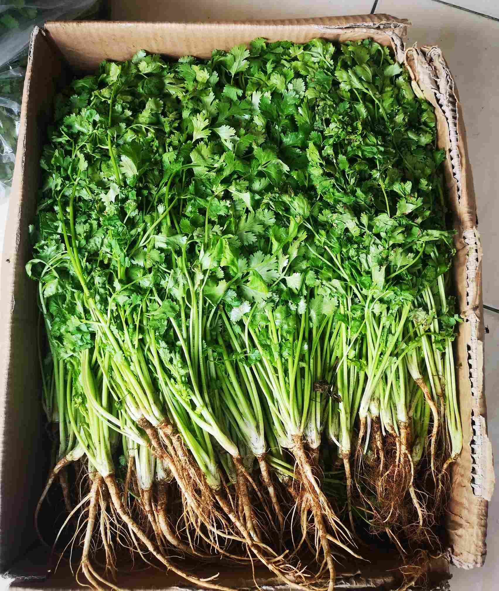menyediakan Daun Ketumbar