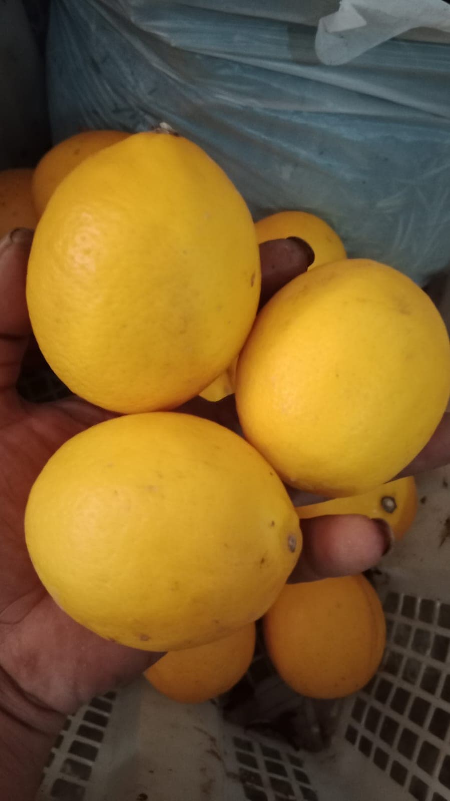 menyediakan Lemon California Premium