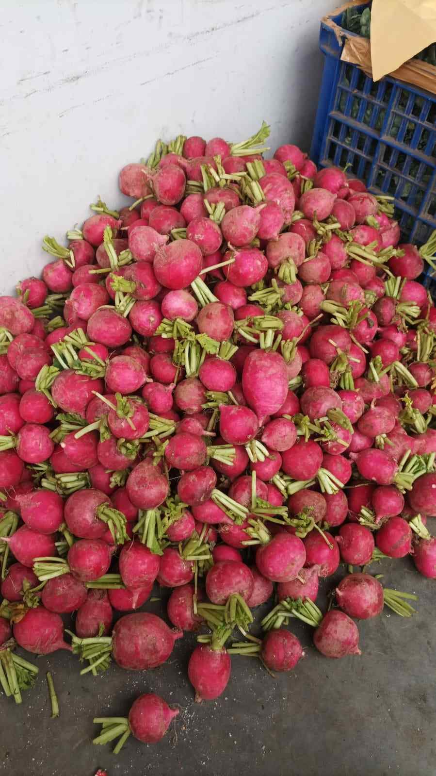 menyediakan Red Radish