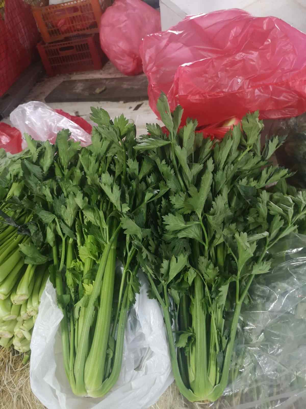 menyediakan Seledri Stik Lokal