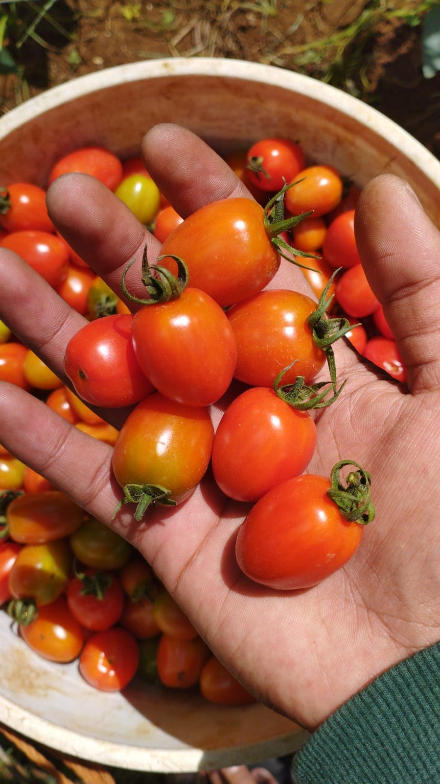 menyediakan Tomat Cherry